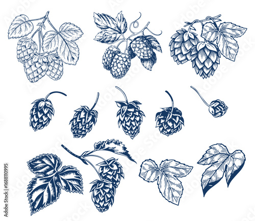 Hops plant cones sketch, beer brewing ingredient