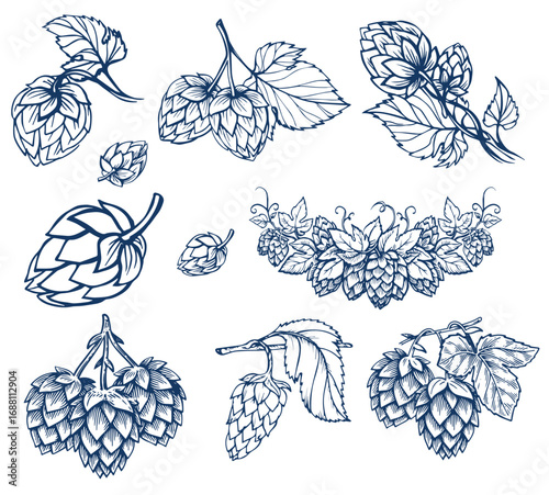 Hops plant cones sketch, beer brewing ingredient