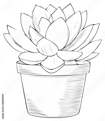 Line Art Drawing of a Potted Succulent Plant with Detailed Leaves