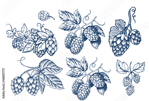 Hops plant cones sketch, beer brewing ingredient