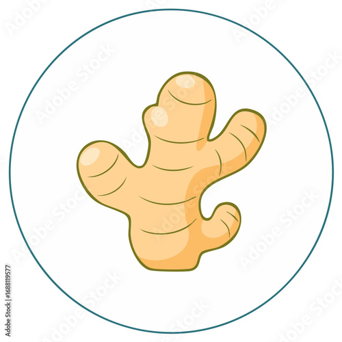 Healthy fresh ginger root cartoon illustration for food and cooking ingredients