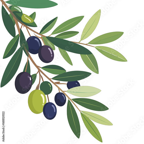 Artistic Olive Branch with Green Leaves and Ripe Olives Isolated on White Background for Decorative Organic Natural Themed Illustration