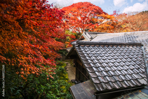 Konstfotografi Aerial view Rurikoin Temple by red maple leaves in autumn, Kyoto