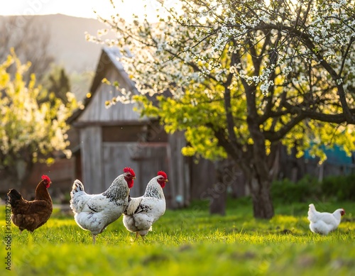 Chickens in Spring Orchard