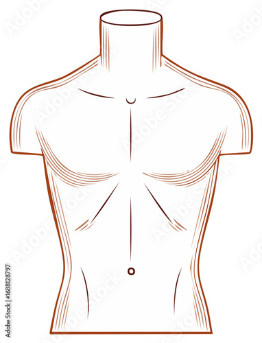 Torso Outline Vector Illustration Anatomy Silhouette Human Form Physique Bodybuilding Fitness
