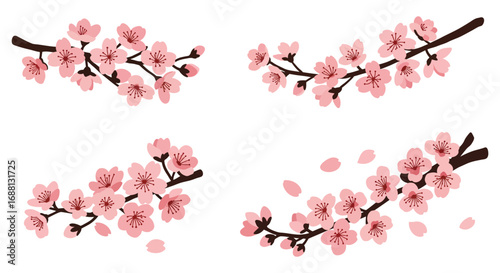 delicate cherry blossoms bloom beautifully on slender branches