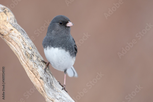 Dark-eyed Junco