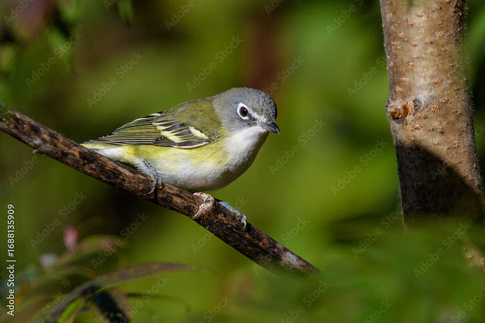 Fototapeta premium Blue-headed Vireo