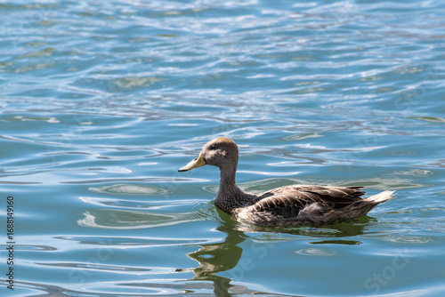 Wild waterfowl in close-up: female Anas platyrhynchos in local lake.