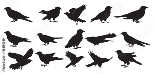 cuckoo bird silhouette white background