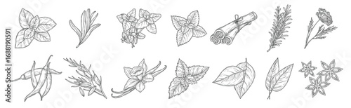 culinary spices and cooking seasoning herbs icons
