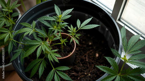 transplanting a young marijuana plant from a small pot into a large container with prepared soil, the process of transplanting a cannabis sprout into a large bucket at home
