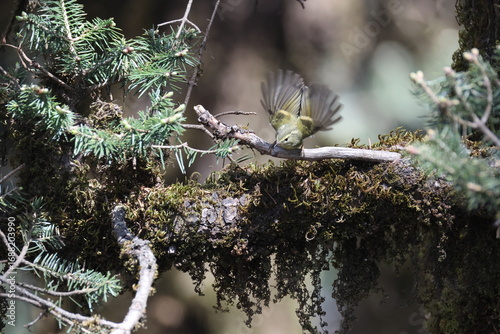 Photography The buff-barred warbler (Phylloscopus pulcher) is a species of leaf warbler (family Phylloscopidae)