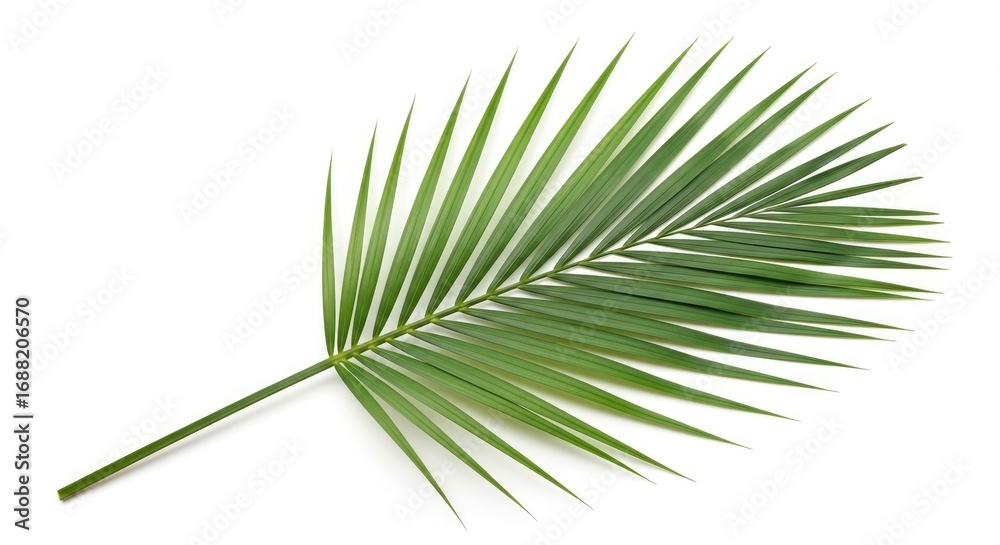 Obraz premium Fresh Green Palm Leaf Isolated on a White Background, Tropical Frond Detail