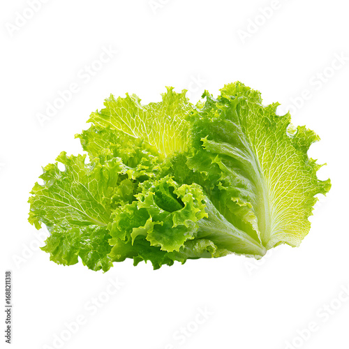 Fresh vibrant lettuce leaves, perfect for healthy eating promotions and restaurant menus, showcasing natural ingredients for culinary designs