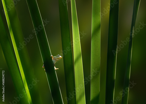 American green tree frog on a leaf