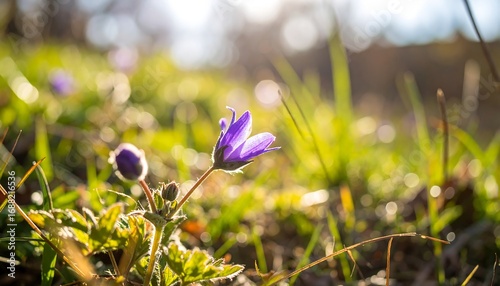 Purple Flower in Sunlight Meadow