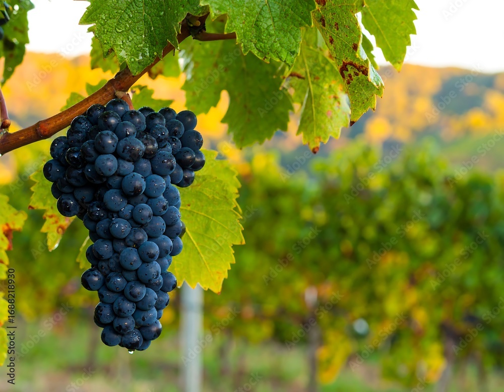 Naklejka premium Clusters of dark grapes on vine, autumnal vineyard
