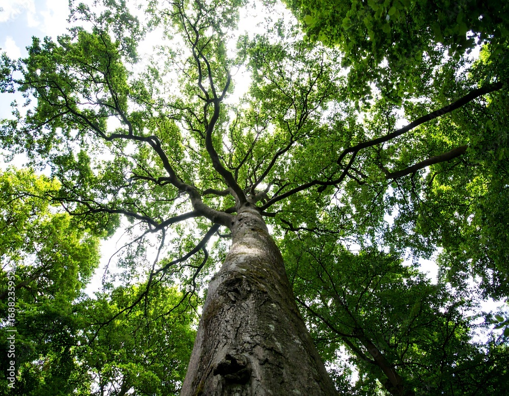 Naklejka premium Lush canopy over towering tree