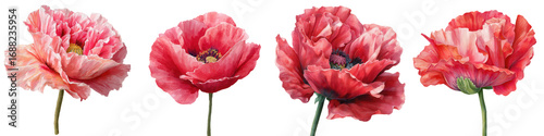 Red poppy flower remembrance day symbol with delicate petals and green stem for peaceful tribute and honor watercolor
