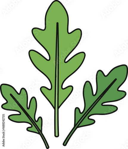 Green arugula leaves illustration healthy food ingredient fresh organic salad herb simple line drawing isolated graphic vector