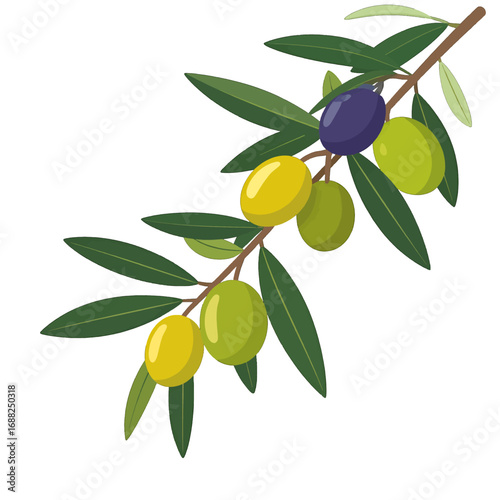 Olive Branch with Green Yellow Olives and Purple Berries Isolated on White Background Detailed Vector Illustration Close Up