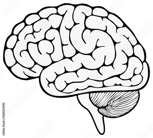 Human Brain Anatomy Illustration Cerebral Lobes and Cerebellum Medical Science Research