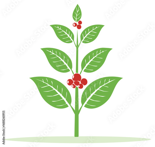 Stylized coffee plant illustration with green leaves and red berries on a white background for graphic elements