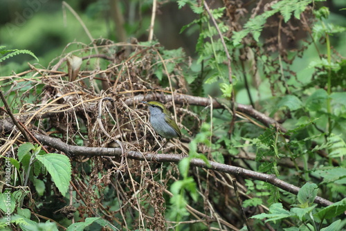 Photography Grey-bellied tesia (Tesia cyaniventer) is a species of warbler in the family Cettiidae