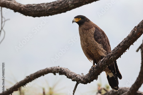 Canvas Print Crested serpent eagle (Spilornis cheela) is a medium-sized bird of prey that is found in forested habitats across tropical Asia