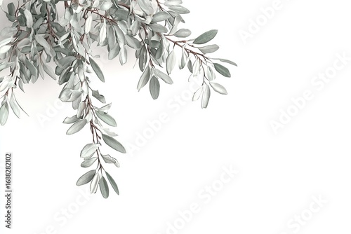 Wallpaper Mural Light gray foliage branches cascading against a white background Torontodigital.ca