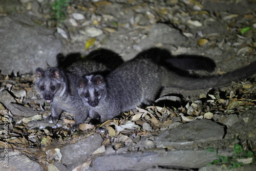 Masked palm civet (Paguma larvata), also called the gem-faced civet or Himalayan palm civet. This photo was taken in North India.