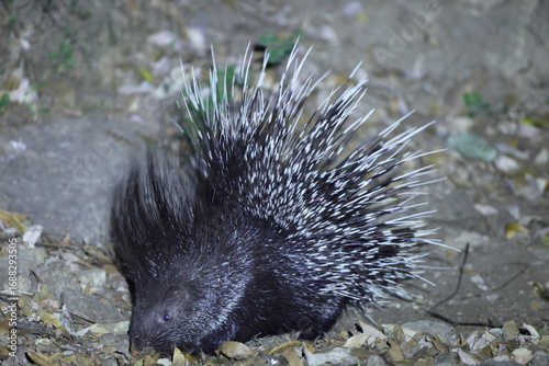 Photography The Indian crested porcupine (Hystrix indica) is a hystricomorph rodent species native to southern Asia and the Middle East