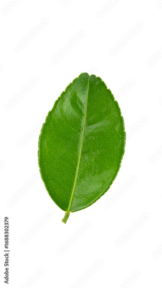 Fototapeta premium Single lime leaf, vibrant green