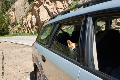 Shiba Inu in Car Window in Colorado Adventure