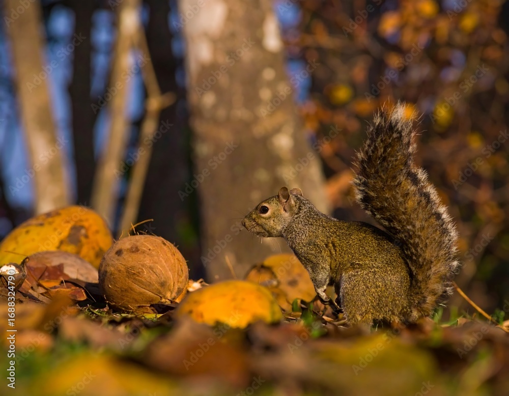 Fototapeta premium Squirrel amidst fallen coconuts