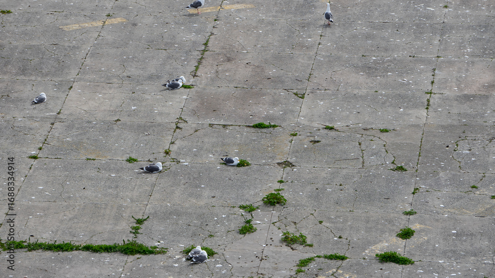 Obraz premium birds laying on the ground