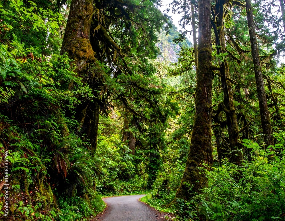Fototapeta premium Lush forest road