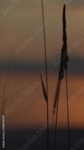 reeds in the sunset