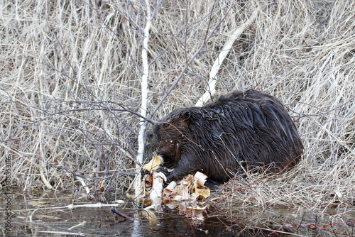beaver in the woods