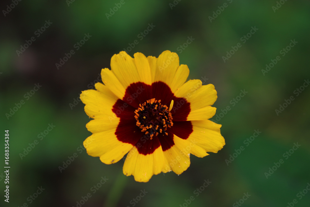 Obraz premium Close-up of yellow and brown Indian blanket flower. Gaillardia plant in bloom on summer in the meadow