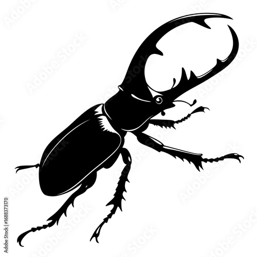 black beetle isolated on white