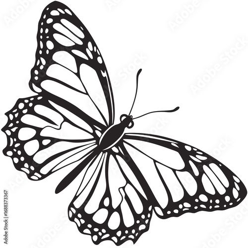 butterfly vector illustration