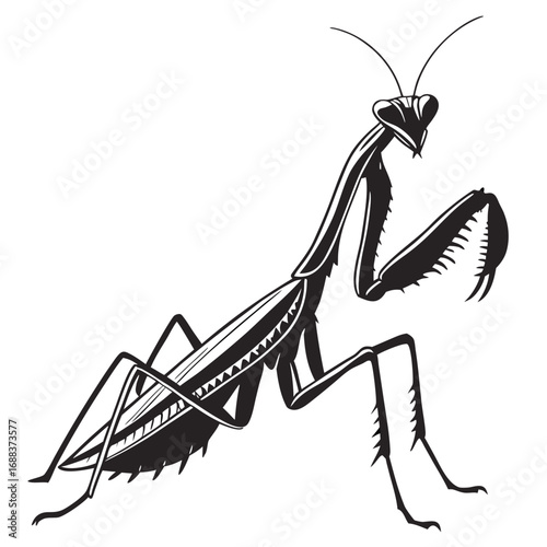 praying mantis vector illustration