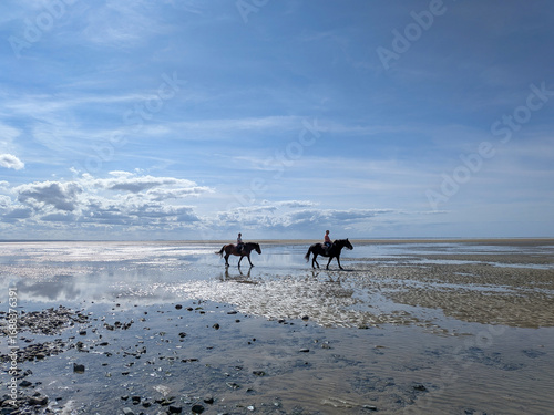 Horses in the Baie du Saint Michel