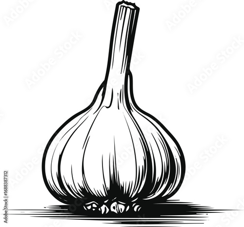 Minimal black and white line art of garlic bulb with cloves, clean vector outline, simple packaging design for organic condiments 1.