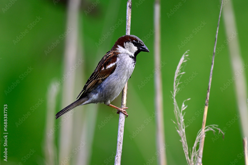Naklejka premium männlicher Haussperling im Schilf // House sparrow (Passer domesticus)