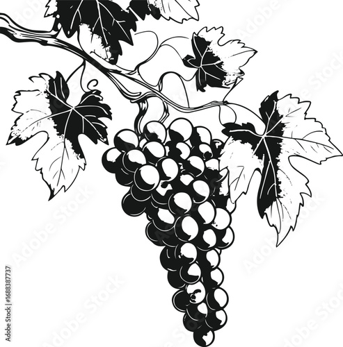 Minimal line art of a grapevine with grapes and leaves, black and white vector, elegant illustration for wine bottle label.