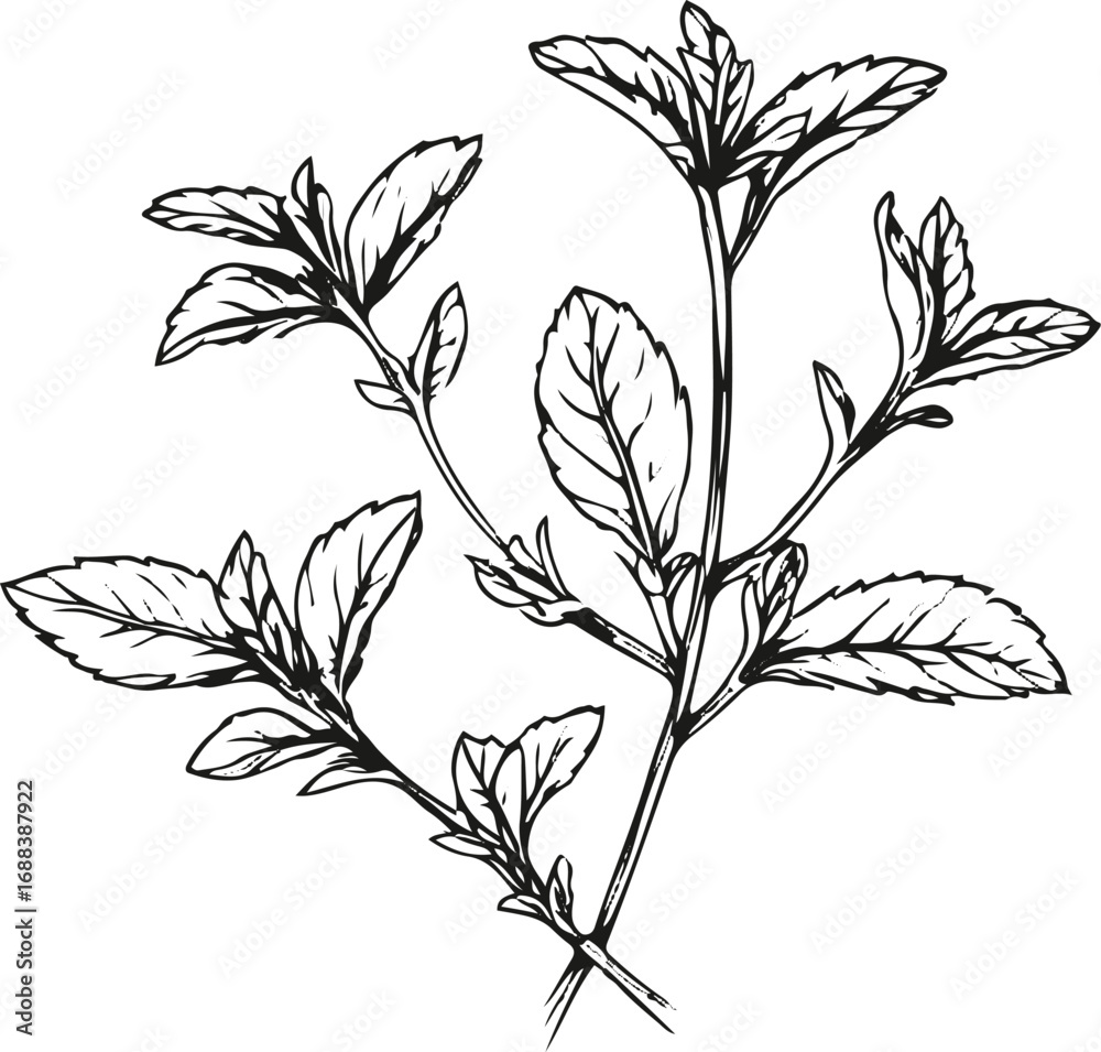 Fototapeta premium Simple black and white line art of mint leaves, clean vector outline, elegant packaging design for tea label 1