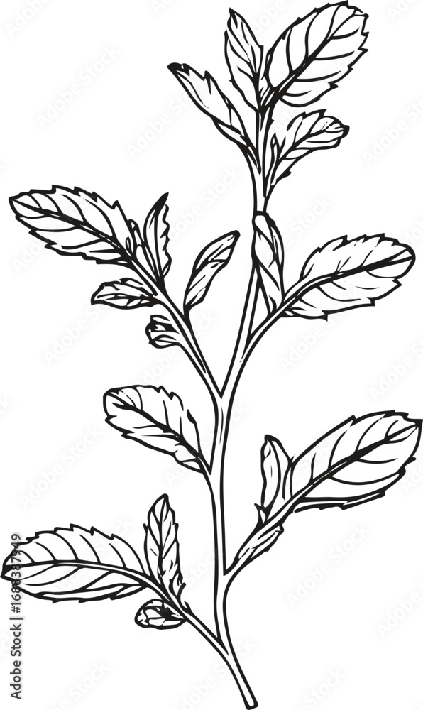 Obraz premium Simple black and white line art of mint leaves, clean vector outline, elegant packaging design for tea label 2